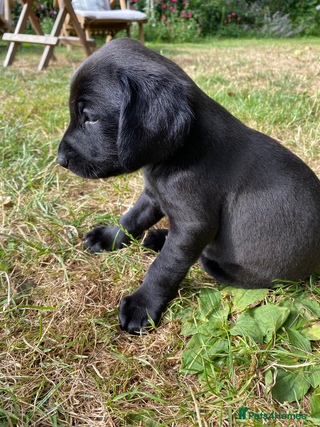 Mixed Breed dogs for sale: Italian Segugio/labrador Easter Love Affair - Image 2