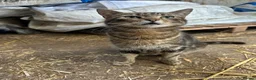 Mixed Breed cats for sale: Kittens for sale in Wotton-under-Edge - Advert 9
