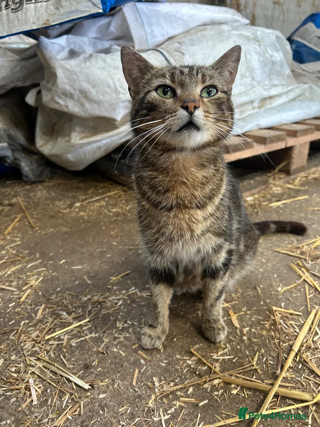 Mixed Breed cats for sale: Kittens for sale in Wotton-under-Edge - Advert 9