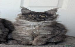 Maine Coon cats for sale: Maine coon kittens, Tica registered  - Image 34