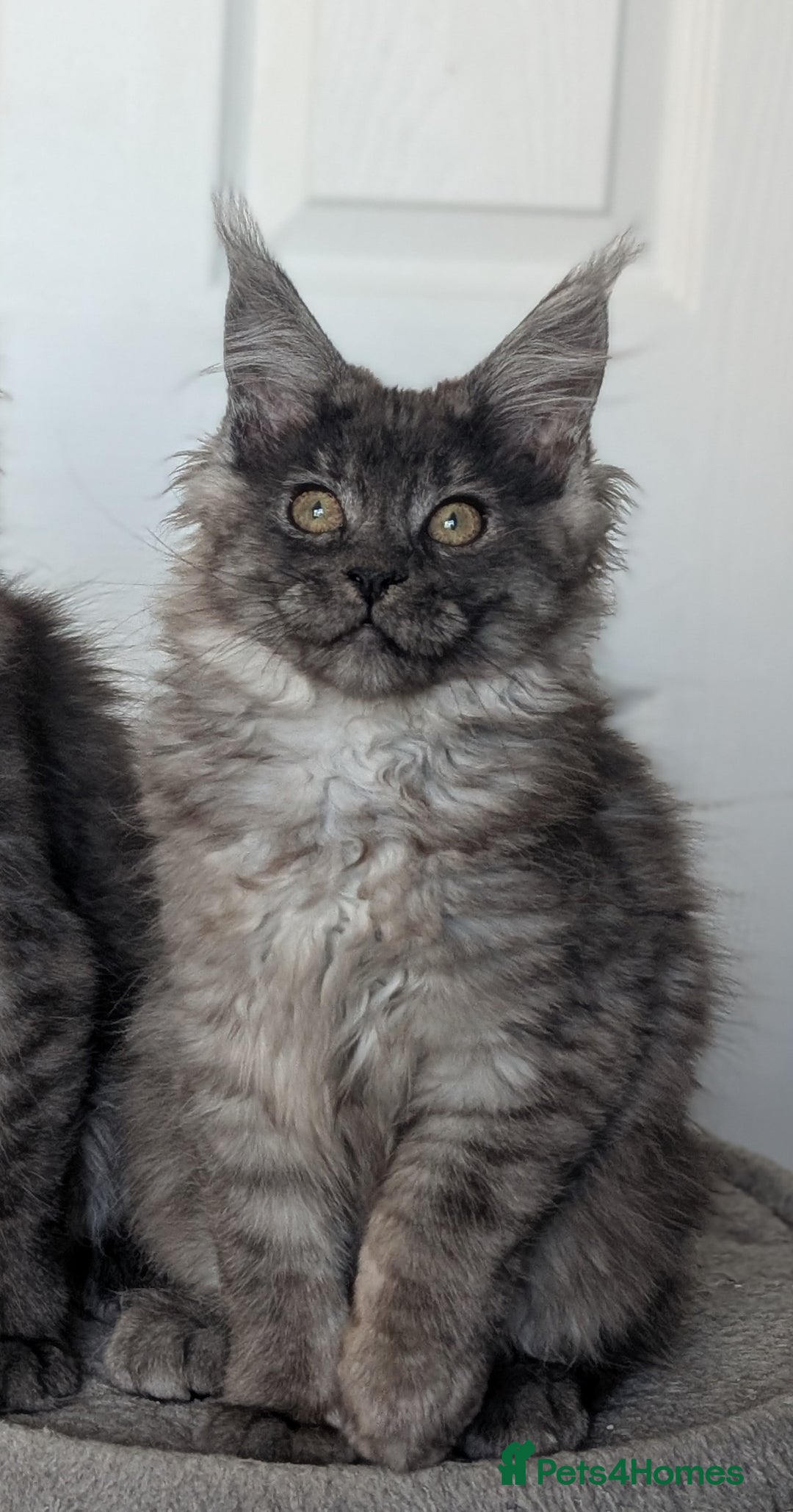 Maine Coon cats for sale: Maine coon kittens, Tica registered  - Image 34