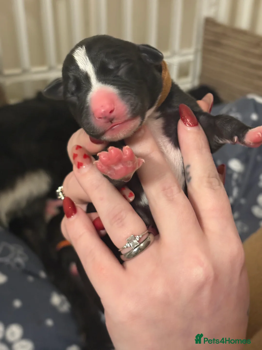 Mixed Breed dogs for sale: 75% Lurcher 25% Cane Corso Puppies - Advert 19