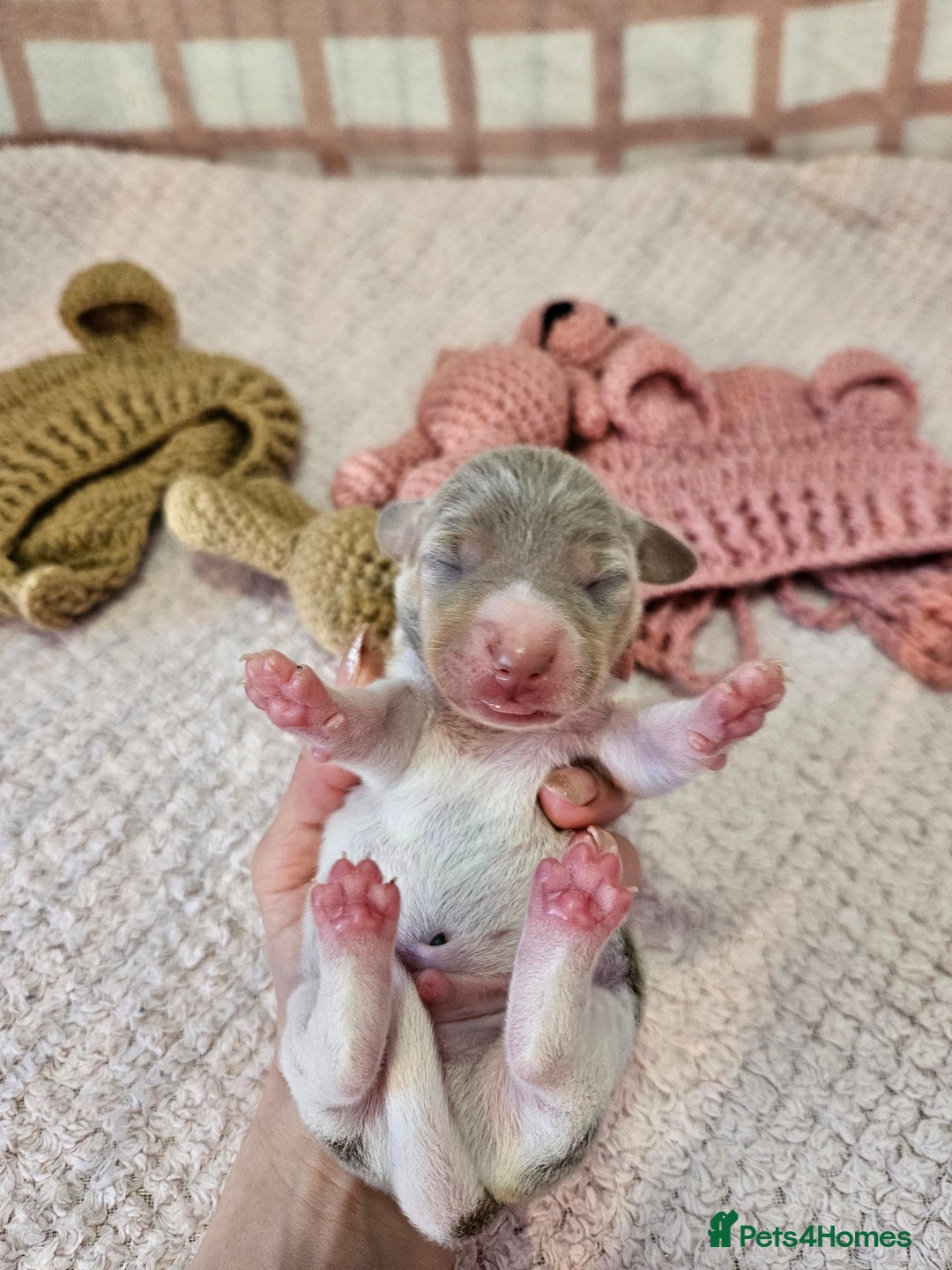 Miniature Dachshund dogs for sale: Stunning KC miniaturedachshunds KC - Advert 14