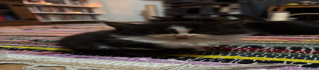 Mixed Breed Kitten 2