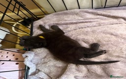 Bengal cats for sale: half bengal kittens  - Image 19