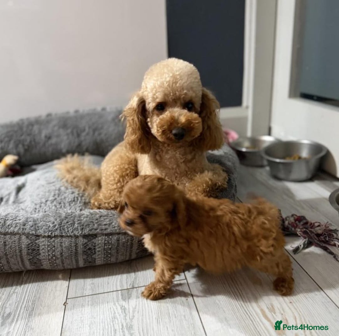 Cavapoo dogs for sale: Health tested cavapoo puppies - Advert 5