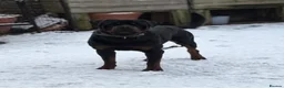 Rottweiler dogs for sale: Beautiful German bloodline Rottweiler puppies - Advert 35