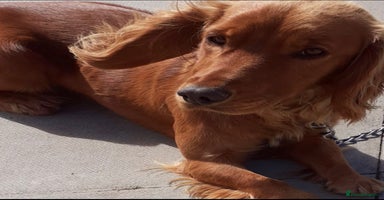 Cocker Spaniel dogs - Advert 14