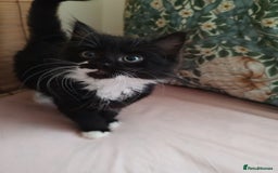 British Longhair cats for sale: British Longhair mix Kittens  - Image 1