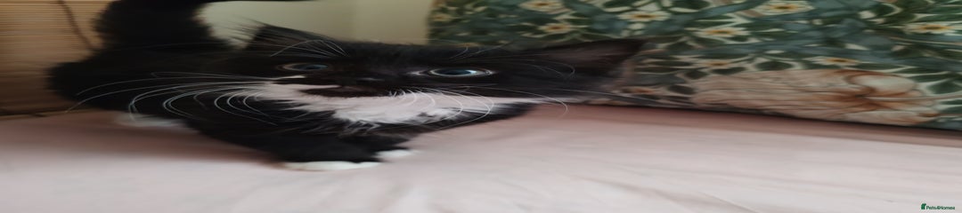 British Longhair Kitten 2