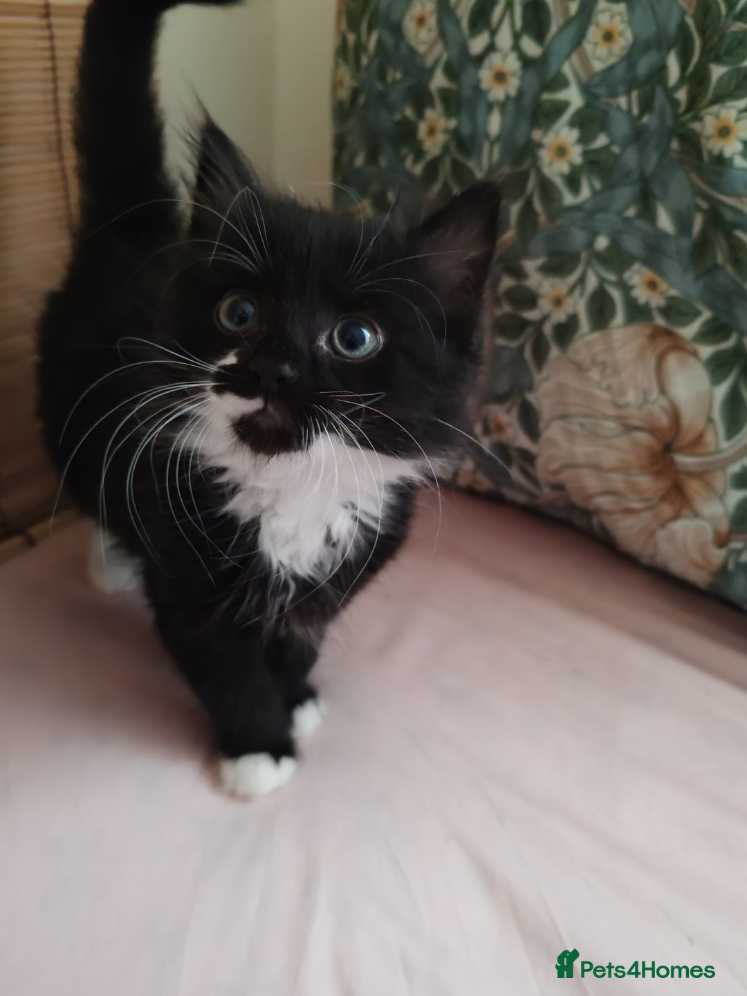 British Longhair cats for sale: British Longhair mix Kittens  - Image 1