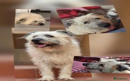 Catalan Sheepdog dogs for adoption: Dylan looking for his happy ever after  - Image 3