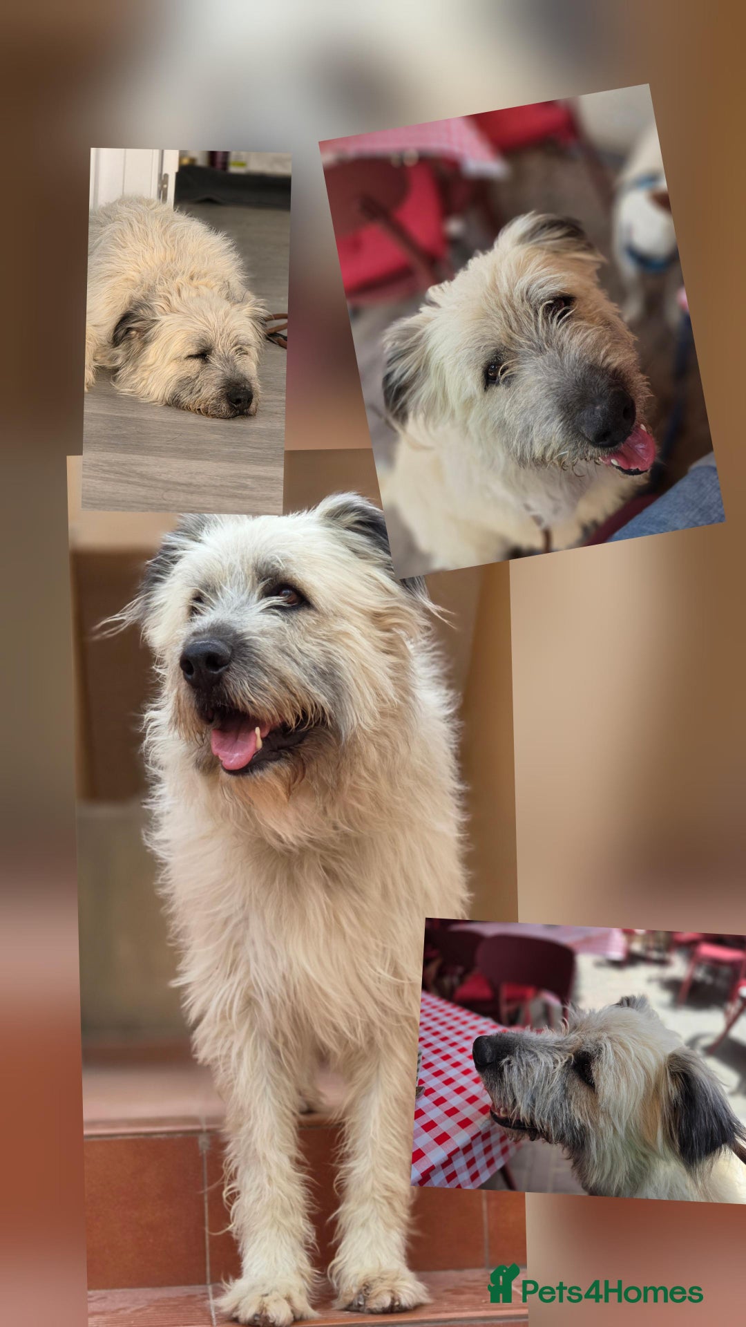 Catalan Sheepdog dogs for adoption: Dylan looking for his happy ever after  - Image 3