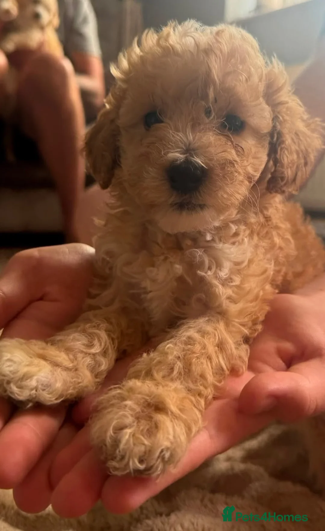 Cockapoo dogs for sale: Cockapoo puppies  - Advert 2