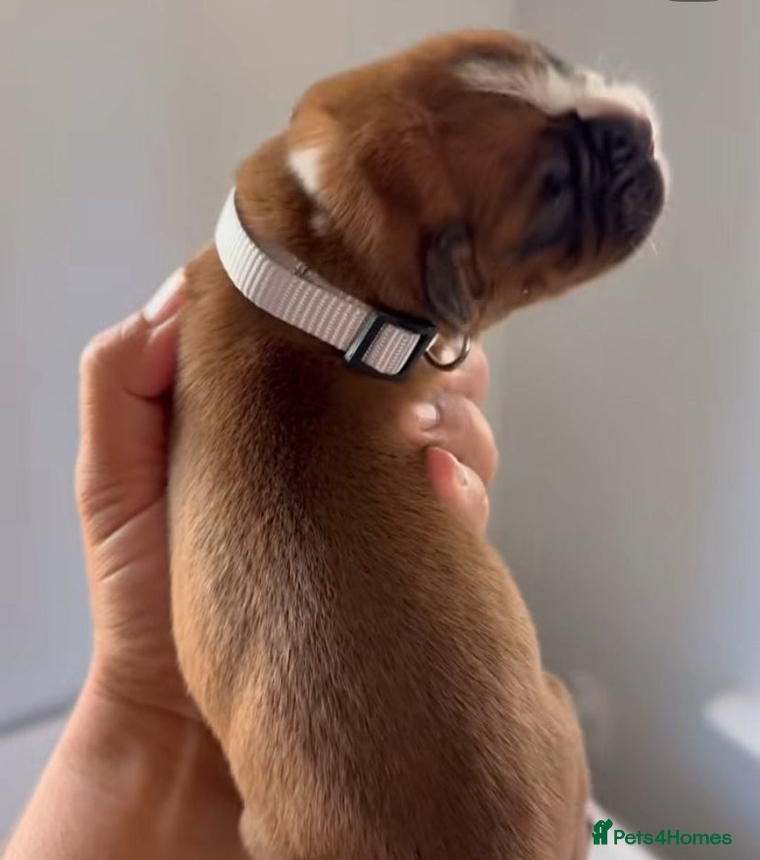 Boxer dogs for sale: Quality litter of boxer puppies - Advert 4