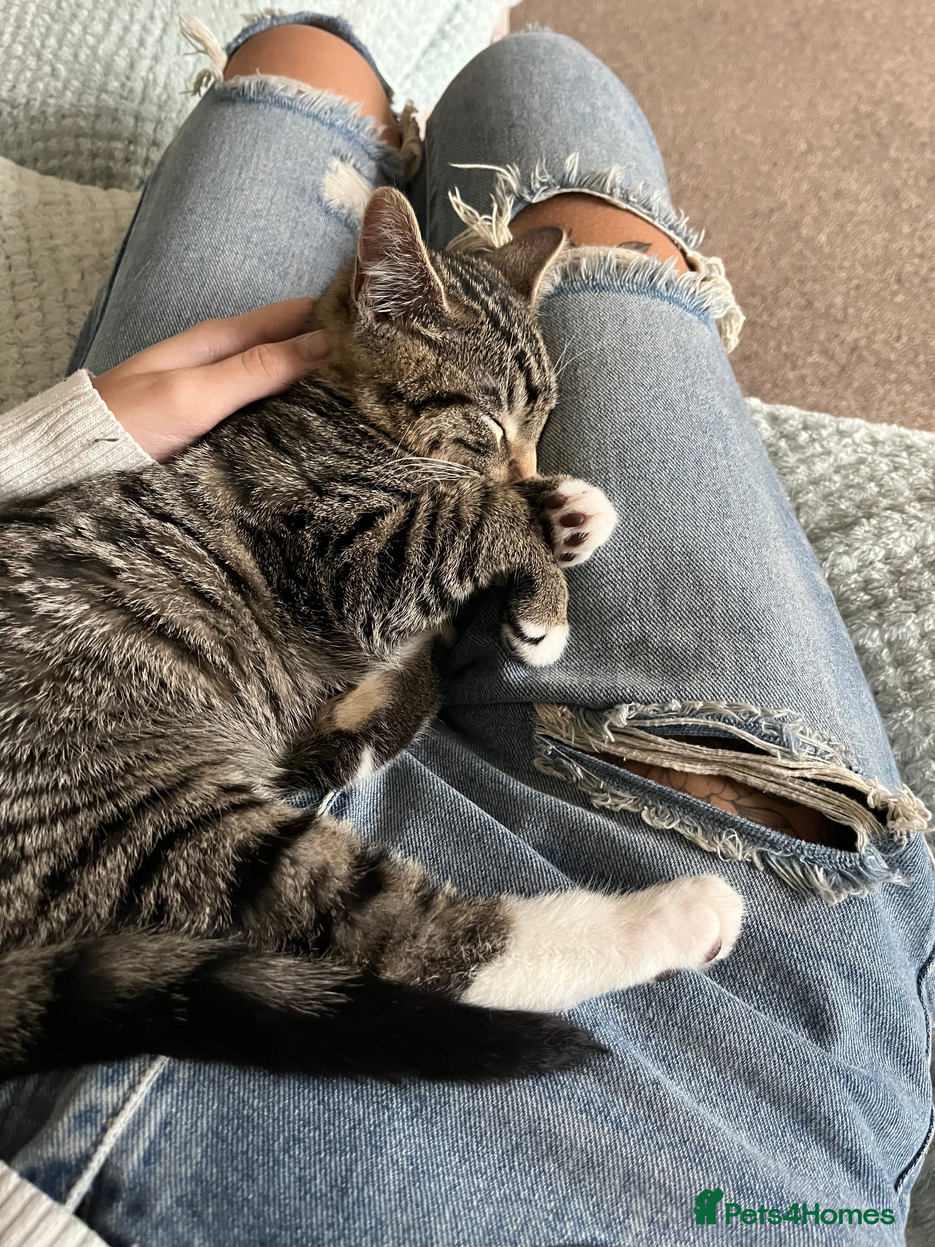 Mixed Breed cats Woody 1yr Old Lap Cat- Needs Rehoming - Advert 17