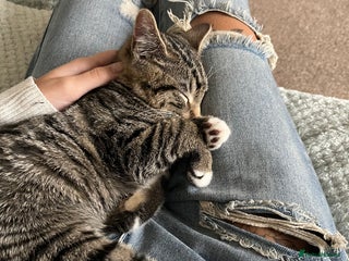 Mixed Breed cats Woody 1yr Old Lap Cat- Needs Rehoming - Advert 1