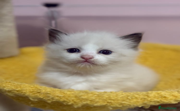 Ragdoll cats - Advert 3