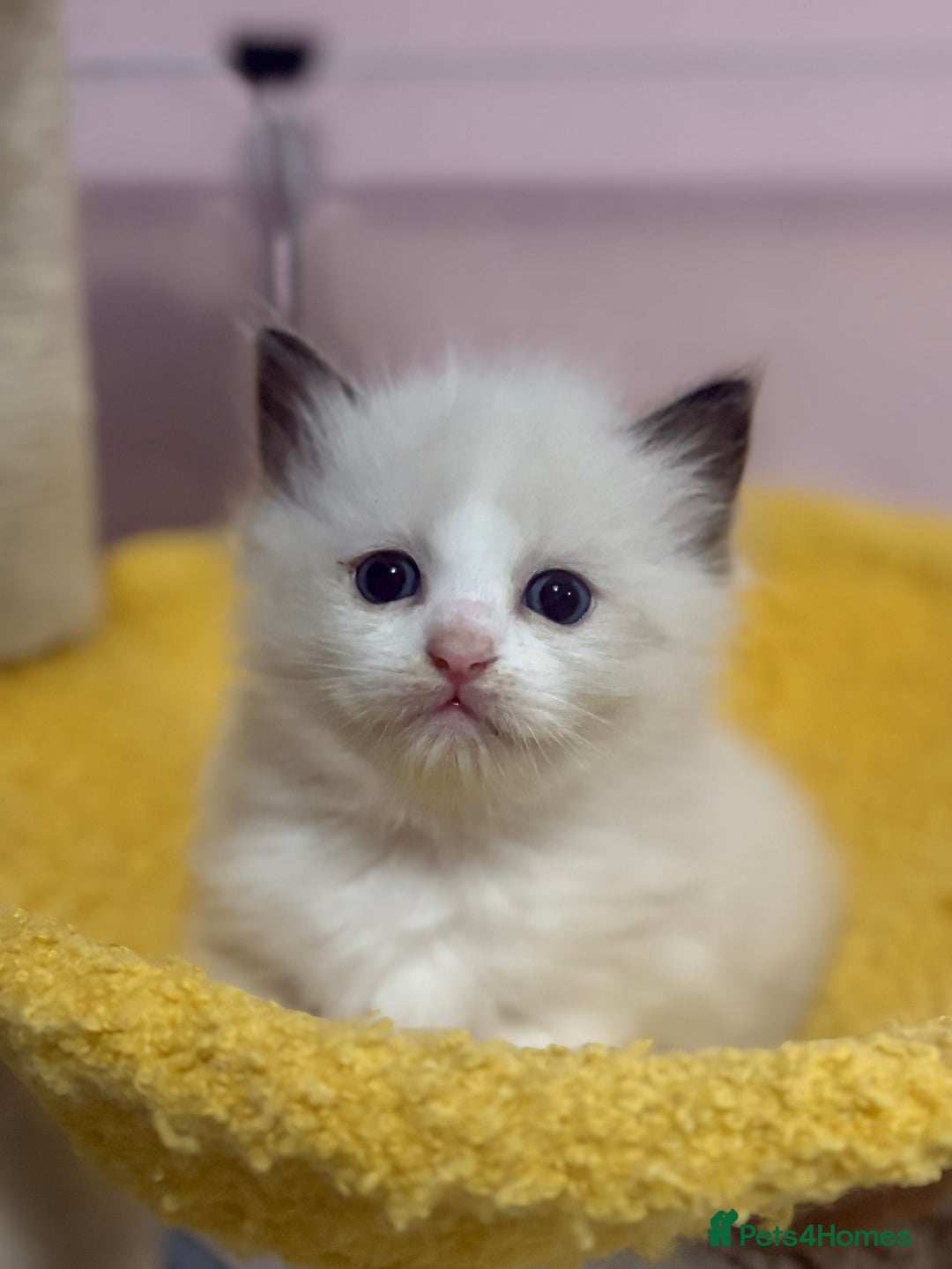 Ragdoll cats for sale: ❤️ Stunning Pure DNA Clear ✅ Ragdoll Kittens ❤️  - Image 1
