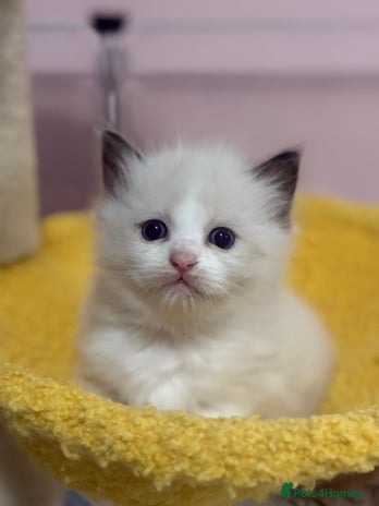 Ragdoll cats - Advert 5
