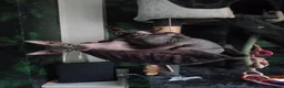 Sphynx cats for sale: Little sweet sphynx boys ready for new home 🐾 - Advert 40