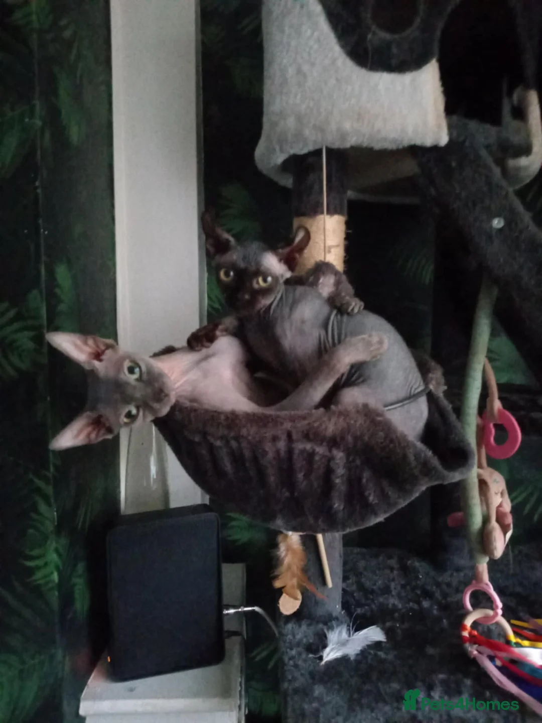 Sphynx cats for sale: Little sweet sphynx boys ready for new home 🐾 - Advert 40