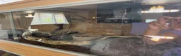 Python Snake reptiles for sale: X2 Ball Pythons in Waterlooville - Advert 10