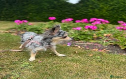 Chihuahua dogs for sale: 2 chihuahua boys ready to leave NOW - Image 6