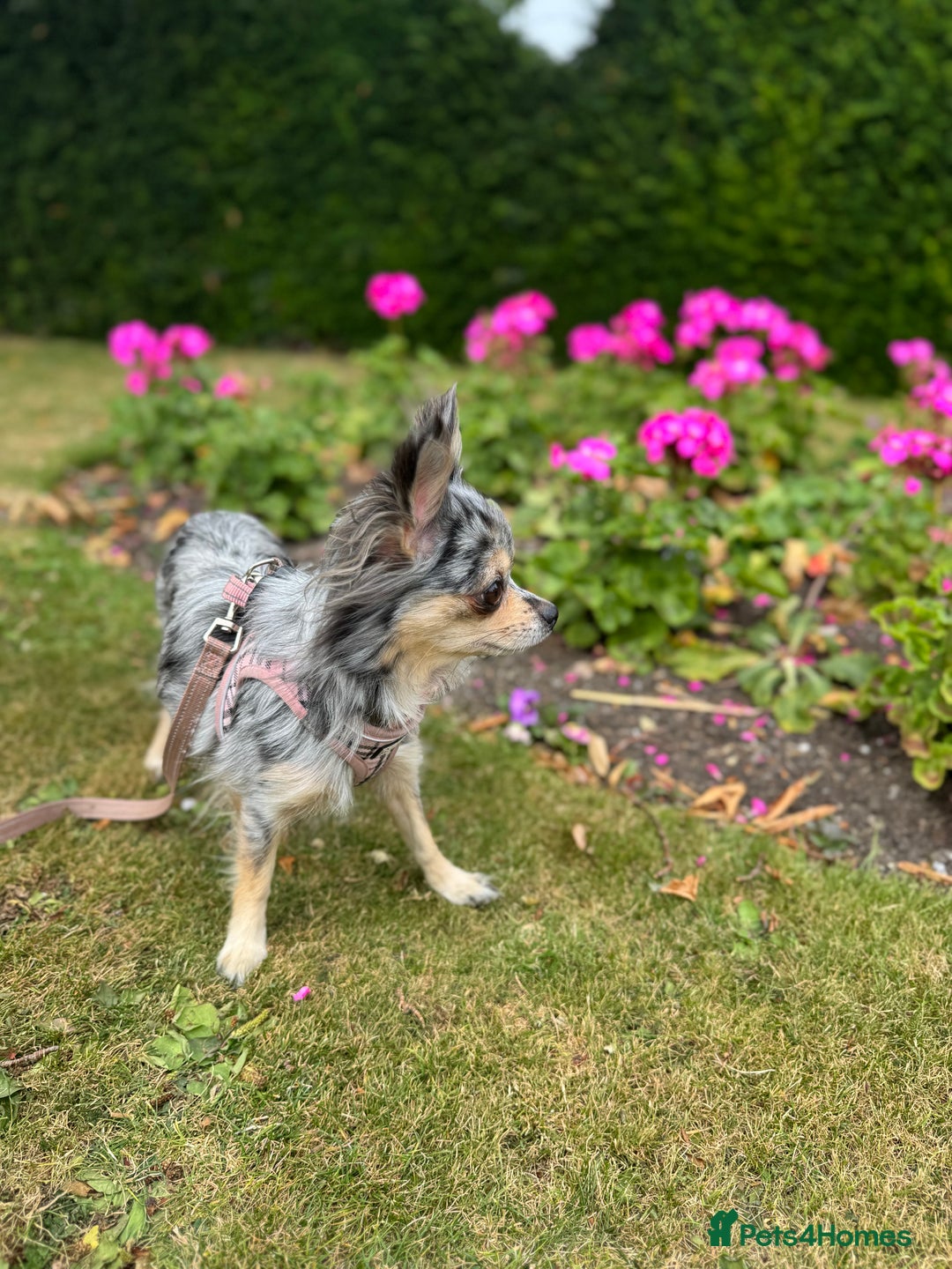 Chihuahua dogs for sale: 2 chihuahua boys ready to leave NOW - Image 6
