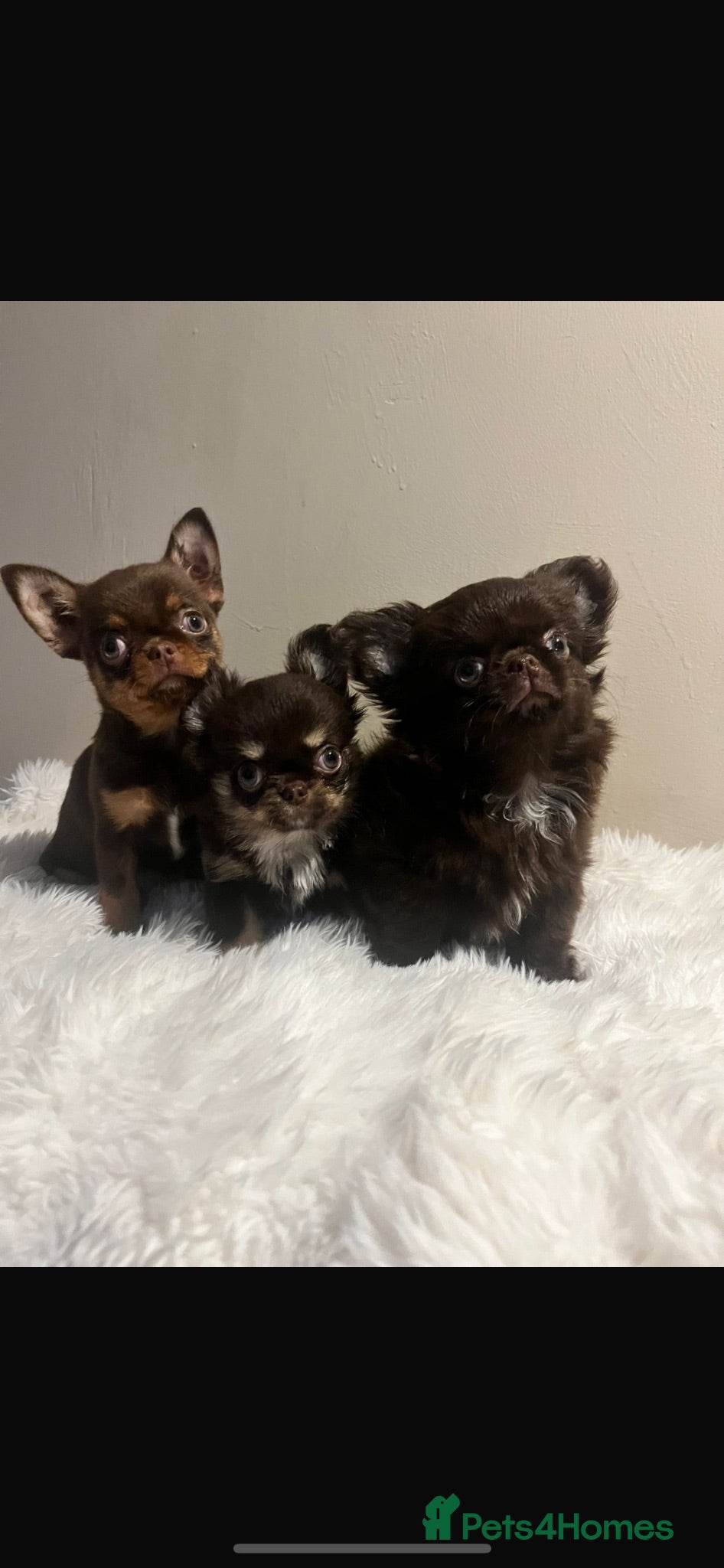 Chihuahua dogs Xx Quality Thai/Russian chihuahuas Xx - Advert 2
