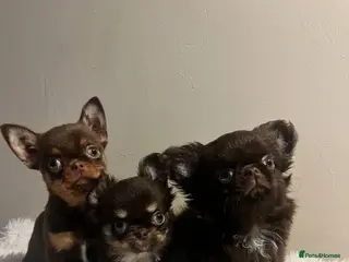 Chihuahua dogs Xx Quality Thai/Russian chihuahuas Xx - Advert 2