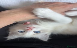 Ragdoll cats for sale: Girl ragdoll kittens  - Image 5