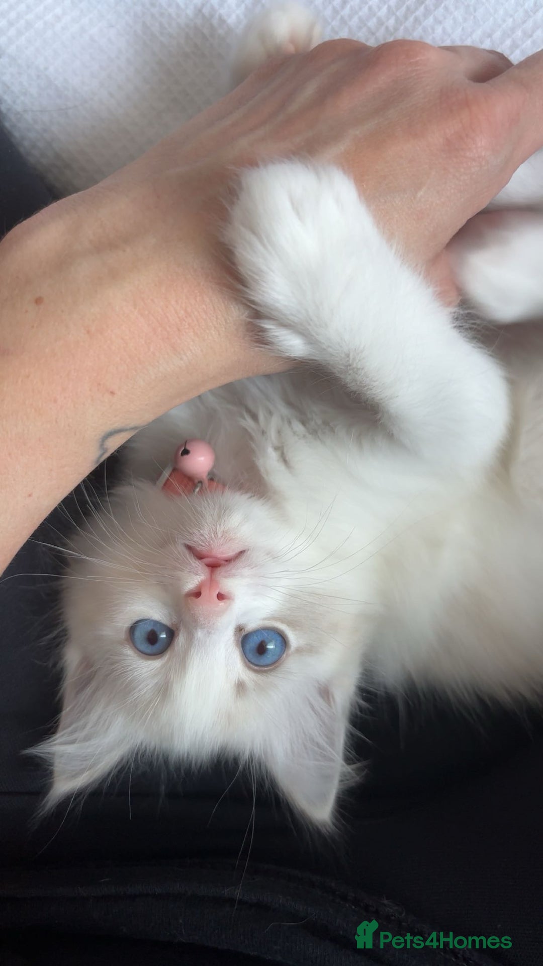 Ragdoll cats for sale: Girl ragdoll kittens  - Image 5