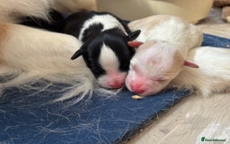 Border Collie dogs for sale: Border Collie Puppies (DNA clear tested parents) - Image 3