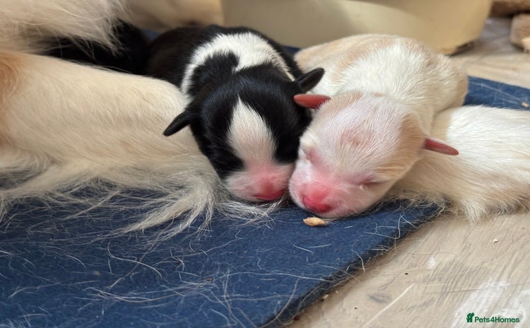 Border Collie dogs - Advert 2