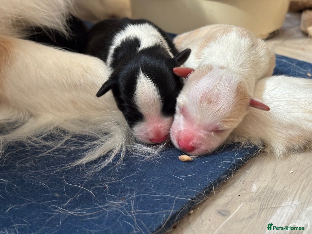 Border Collie dogs for sale: Border Collie Puppies (DNA clear tested parents) - Image 3