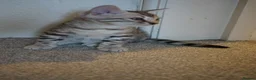 Bengal cats for sale: 2 Tica Registered male Bengal kittens for sale  in Windsor - Advert 24
