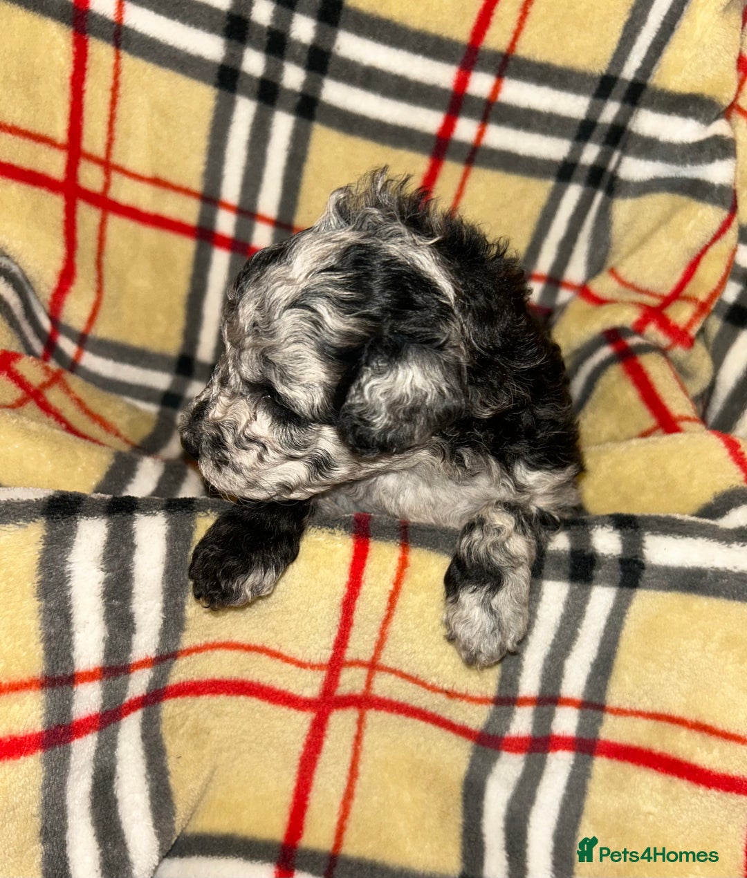 Mixed Breed dogs for sale: Fb1 bedipoo merl  - Image 9