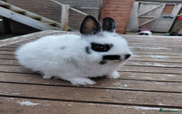Netherland Dwarf rabbits for sale: Netherland Dwarf babies and adults - Image 3