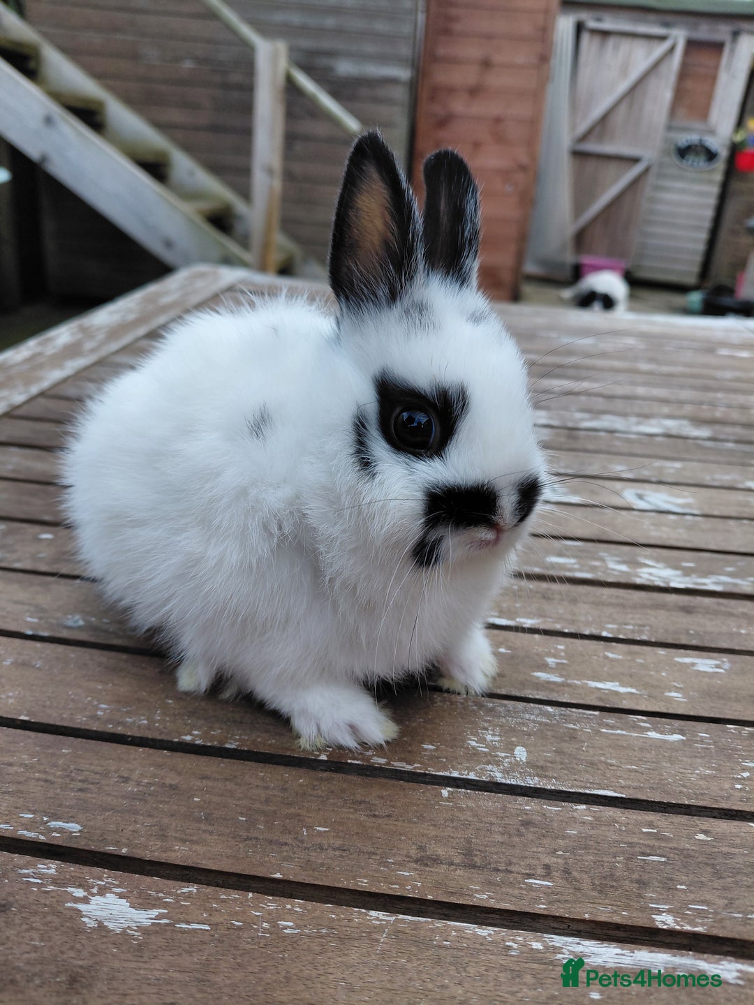 Netherland Dwarf rabbits for sale: Netherland Dwarf babies and adults - Image 3