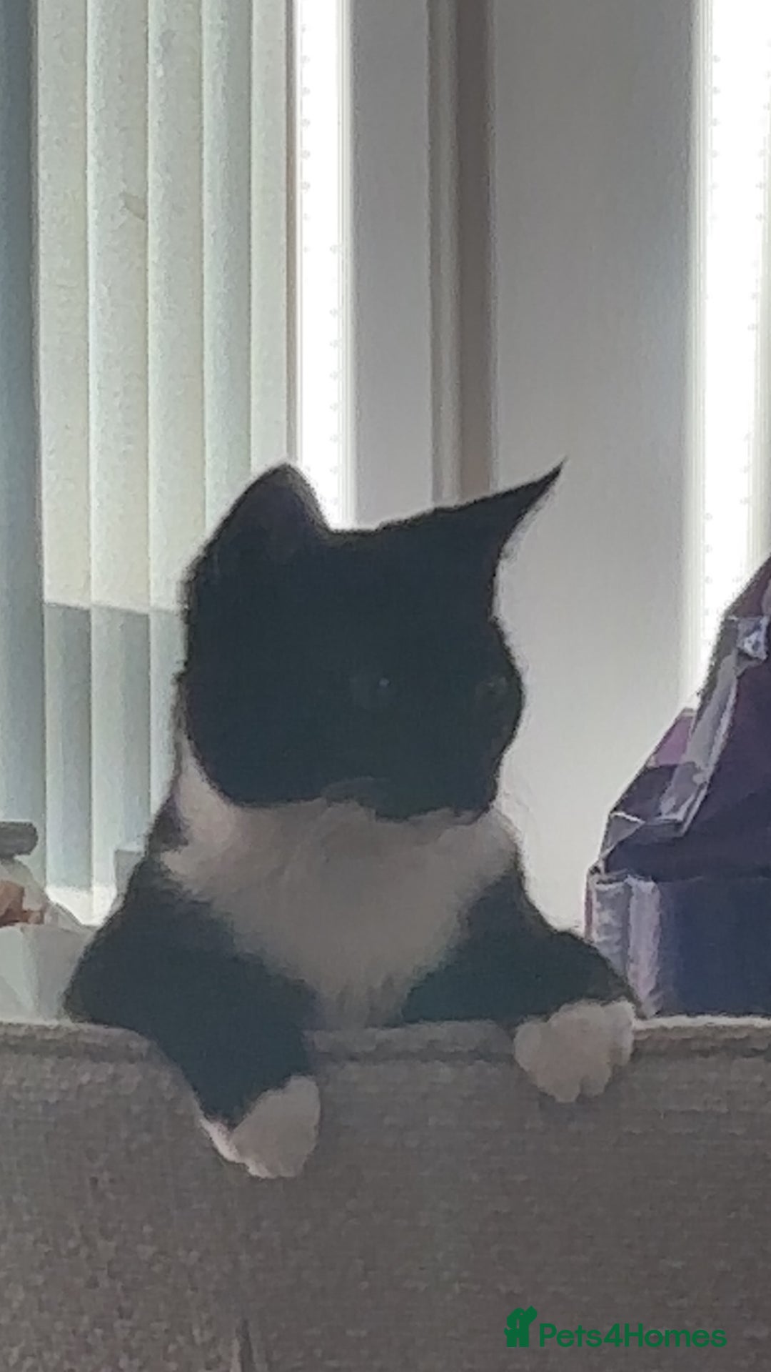 British Shorthair cats for sale: Ace tuxedo boy  - Image 2