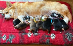 Welsh Corgi Pembroke dogs for sale: Quality Corgi puppies available to loving homes - Image 19