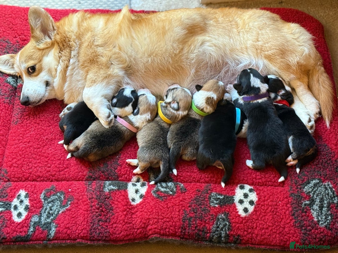 Welsh Corgi Pembroke dogs for sale: Quality Corgi puppies available to loving homes - Image 19