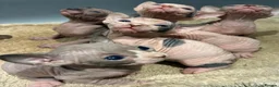 Sphynx cats for sale: 2 beautiful sphinx boys - Advert 2
