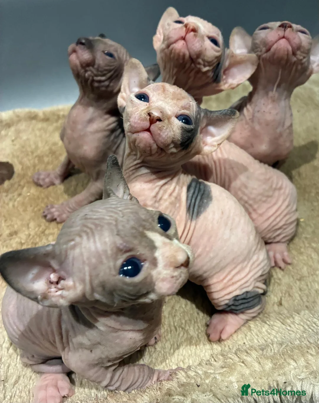 Sphynx cats for sale: 2 beautiful sphinx boys - Advert 2
