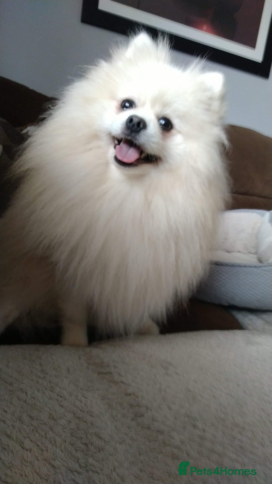 Pomeranian dogs for sale: Pom puppys with Kc reg , pedigree for sale - Image 25