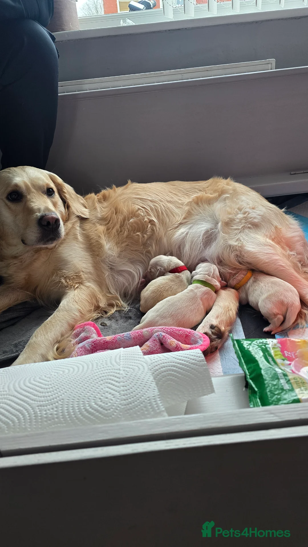 Golden Retriever dogs for sale: Golden Retriever George  in Wigan - Advert 2