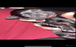 Cockerdor dogs for sale: Cockerdor puppies   - Advert 7