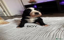 Cockapoo dogs for sale: Cockapoo puppies  - Image 5