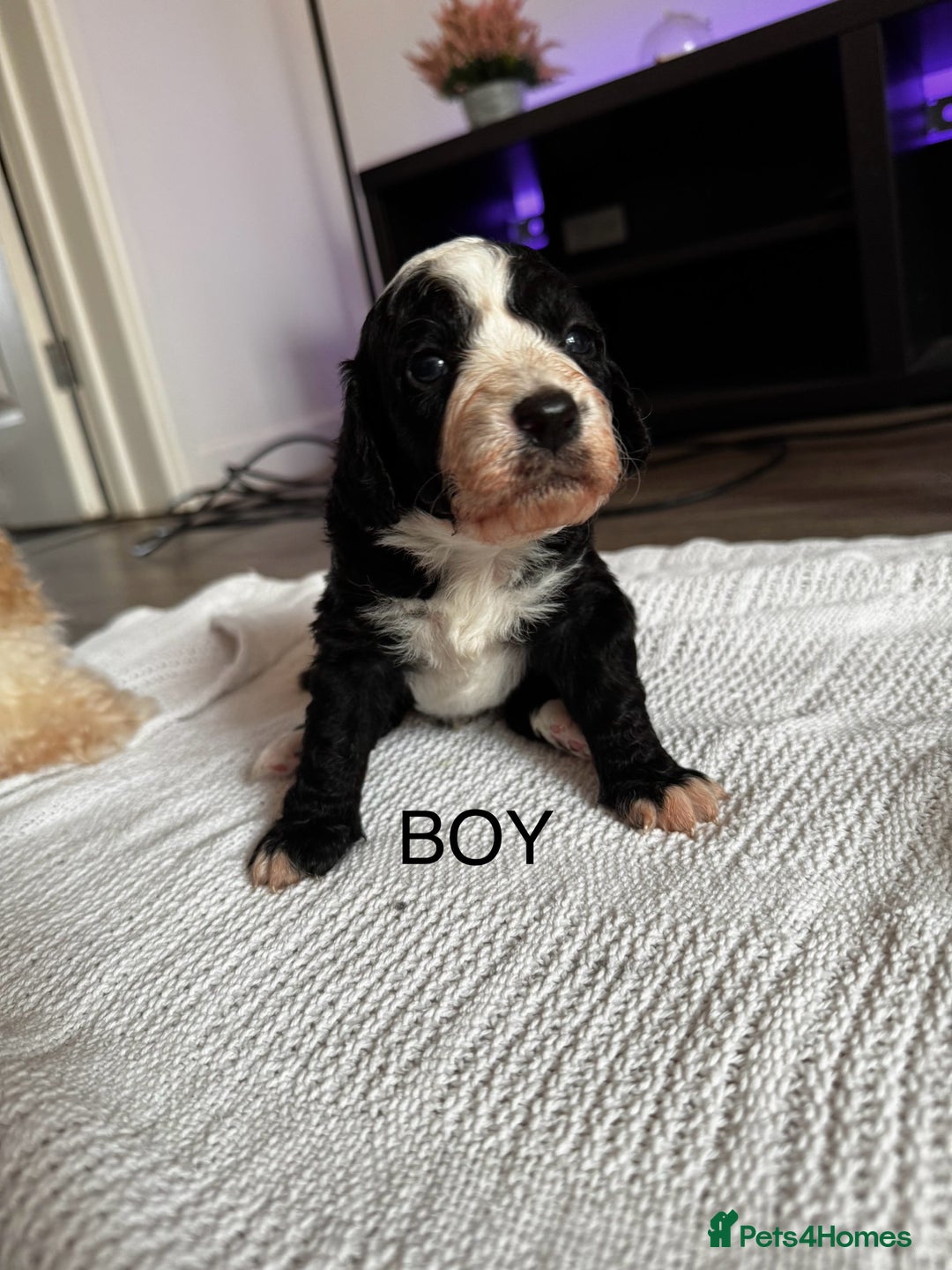 Cockapoo dogs for sale: Cockapoo puppies  - Image 5